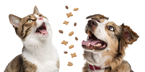 Ultra realistic cat and dog together, medium close-up, both animals with open mouths and tongues visible, playful excited expressions, trying to catch falling pet food, mix of dog and cat kibble piece