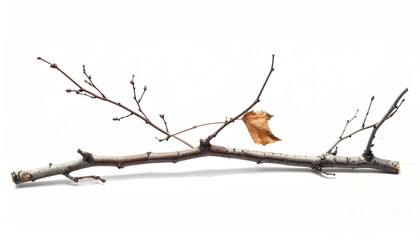 Dried branch with single leaf rests, isolated, white background.