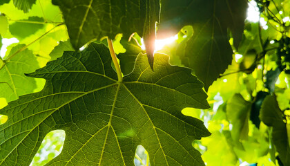 Warm sun light through big green leaves, natural foliage closeup