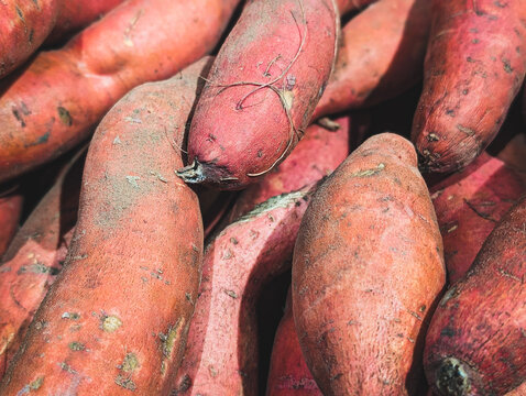 Raw sweet potatoes background. Close-up of organic red batat tubers texture