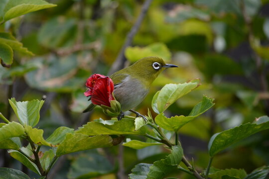 Japanese White-eye bird profile perched on a branch with red flowers in Japan
