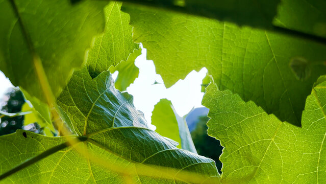 Warm sun light through big green leaves, natural foliage closeup - Powered by Adobe