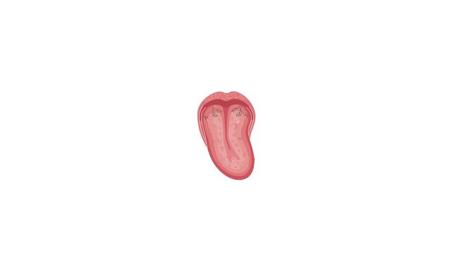 Human tongue animation in white background suitable for health science education