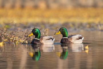 Mallard duck glides gracefully across a calm lake, vibrant green head reflecting sunlight, surrounded by gentle ripples and serene water scenery.
