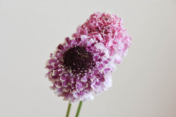 ピンクと紫のスカビオサ