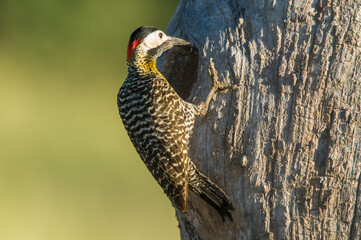 Green barred Woodpecker nesting in forest environment,  La Pampa province, Patagonia, Argentina.