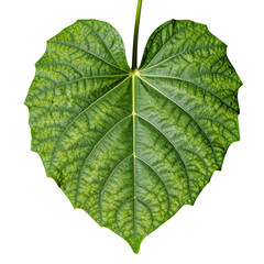 Obraz premium Single Green Leaf with Prominent Veins