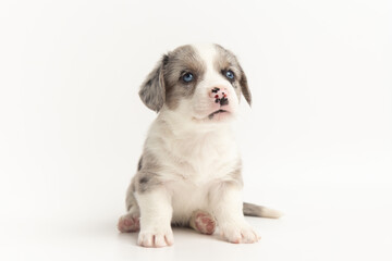marble blue eyes Welsh Corgi Cardigan cute fluffy dog puppy. funny happy animals on white background with copy space.
