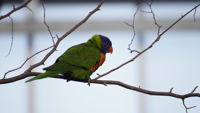 Colorful Lori in the tree 