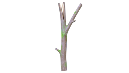 Broken Tree Branch with Moss