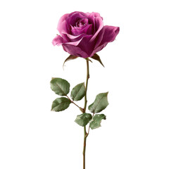 Single purple pink rose flower with stem as a botanical cutout isolated on transparent background.
