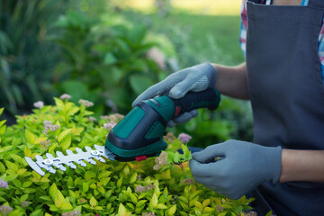 gardener trimming bush with electric shears in garden