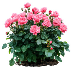 Pink Rose Bush with Blooming Flowers Isolated on Transparent Background