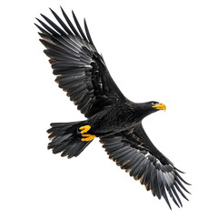 Majestic Eagle Flying with Spread Wings Isolated on Transparent Background