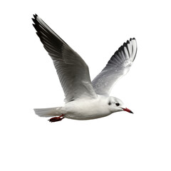 Obraz premium White seagull in flight with wings spread wide