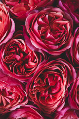 Beautiful rad pion-shaped rose. Bouquet Shrub roses. Illuminating yellow.