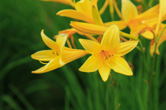 Golden Yellow Daylily "Stella D' Oro" in the garden , Yellow daylily of varying degrees of opening