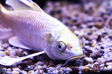 tropical fish in aquarium