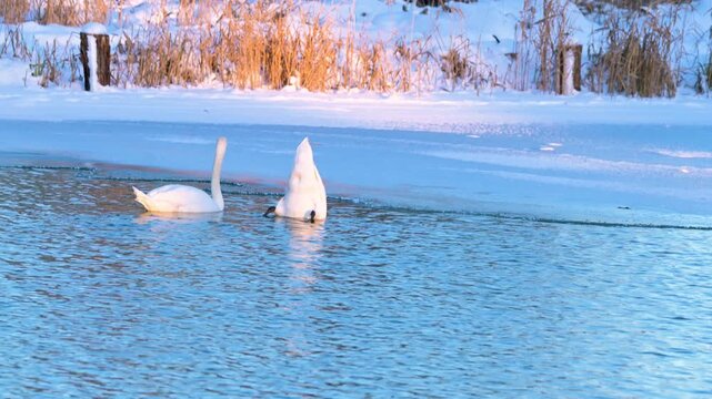 H&ouml;ckerschw&auml;ne am Eisrand auf Nahrungssuche