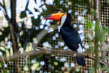 The toco toucan bird on the wood tree