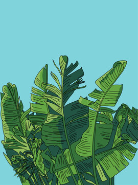 Vector Illustration of Tropical Leaves Plant. Seamless Green Foliage Isolated Against Light Blue Color Sky Background