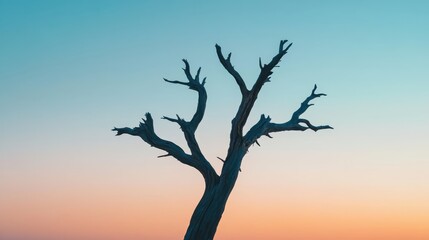 Obraz premium Silhouette of a dead tree with skeletal branches against a pastel gradient sky at dusk or dawn