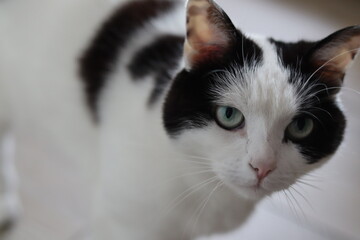 Portrait chat mignon noir et blanc avec les yeux verts à la maison