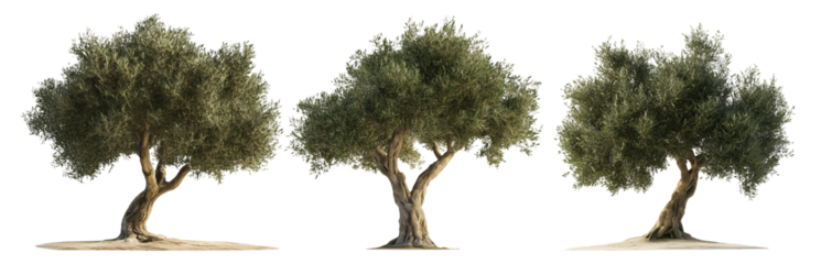 Olive tree with twisted trunk, isolated on white transparent background. Concept of nature