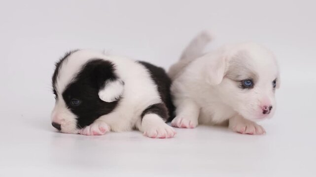 two little cute marble welsh corgi cardigan puppies kissing, biting and lick each other. group dogs playing together isolated on white background. love and kiss dog. funny pets concept. 4K