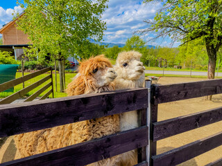 Obraz premium llama in the enclosure