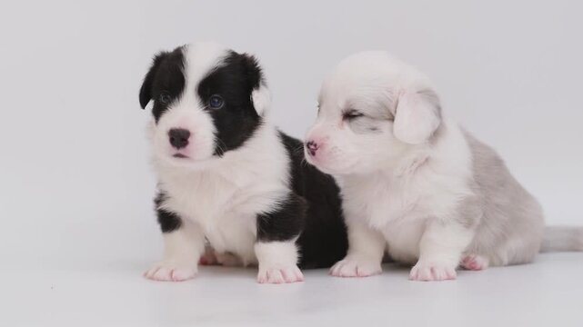 two little cute marble welsh corgi cardigan puppies kissing, biting and lick each other. group dogs playing together isolated on white background. love and kiss dog. funny pets concept. 4K