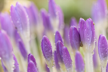 many crocuses in a row, crocuses with water droplets, lilac-blue crocuses still closed, raindrops on purple buds, green background, crocus