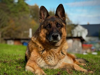 german shepherd dog