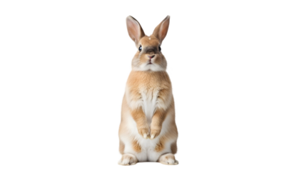 Easter bunny rabbit isolated on transparent background easter holiday icon