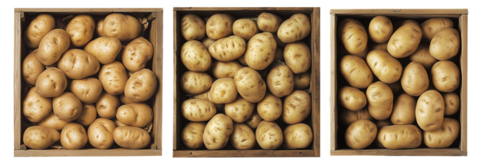 Fresh potatoes in wooden crate, isolated on white transparent background,, concept of harvest