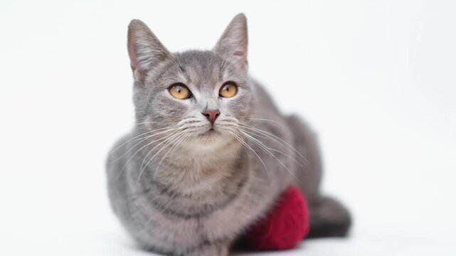  Striped gray kitten plays with a red ball of thread on a white background with a copy of space. cat touching a ball with its paw. Playing funny pets