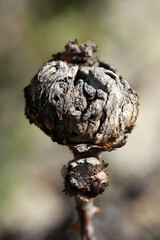 Fossilized rosehip plant. Nature background.
