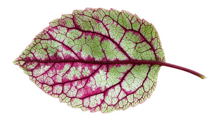 Close-up of a single leaf, displaying vibrant green and pink patterns with intricate veining on black