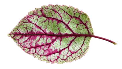 Close-up of a single leaf, displaying vibrant green and pink patterns with intricate veining on black