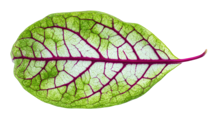 Isolated, vibrant leaf displaying intricate venation; gradient of green, white, and purple