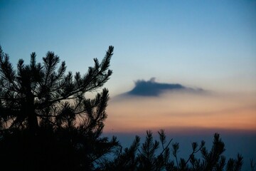 sunset in the forest