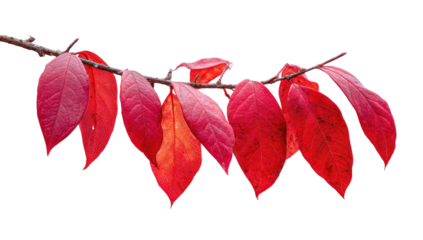 A branch with vibrant red leaves against a stark black background, showcasing autumn