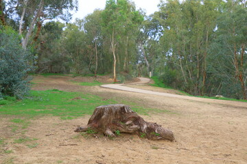 Rural landscape in the eucalyptus forest, Spain