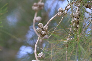 Pine tree branch with cones and needles. Close-up.