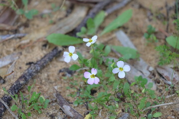 Flowers of a small plant on the sand in the forest.