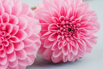 Cluster of pink dahlias with green leaves on blue background for botanical bouquet and floral display © reddish