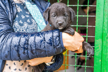 Puppy little dog in hands Black animal pet under rain