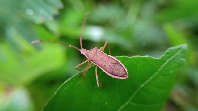 Macro boxworm (Gonocerus acuteangulatus) on leaves