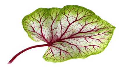 Close-up of a leaf, showing the intricate network of veins in shades of green and red