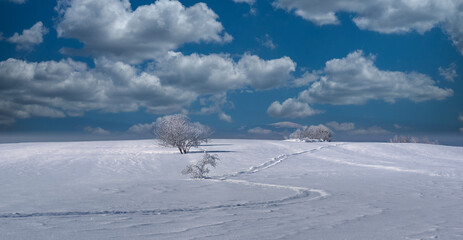 snow covered trees